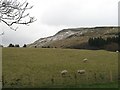 Sheep pasture below Skiddaw