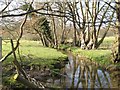 Coppiced trees