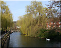 Swan on the River Itchen, near Wharf Hill