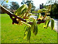 Horse Chestnut buds 22.03.09 1