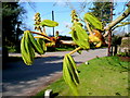 Horse Chestnut buds 22.03.09 2