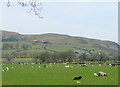 Sheep pasture near Llanddewi-Brefi, Ceredigion