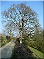 Oak tree by the lane to Bryngair