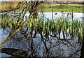 Pond at Park Lane