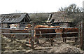 Cattle at Park Farm.