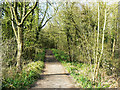 Blackberry Lane, Milbourne Wood