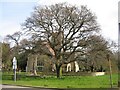 Quercus Robur