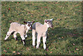 Lambing season in Ickworth Park