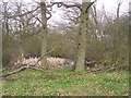 Pond in Barling Green Farm