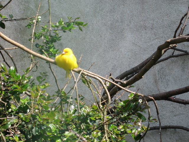 Yellow bird at Dublin Zoo.