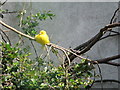 O1234 : Yellow bird at Dublin Zoo. by Raymond McSherry
