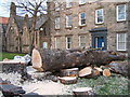 Tree felled, Palace Street East, Berwick upon Tweed