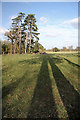 Trees and shadows in Ickworth Park