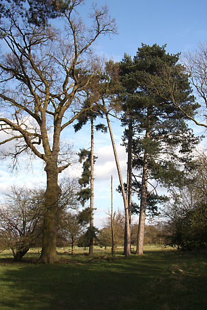 Tall trees in Ickworth Park