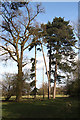 Tall trees in Ickworth Park