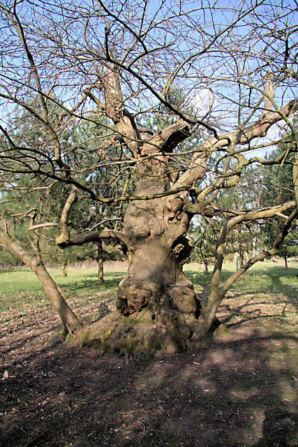 Old tree in Ickworth Park
