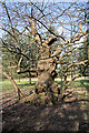 Old tree in Ickworth Park