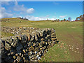 Dry Stone Wall, Muirshiel