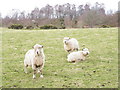 Very Woolly Sheep at Keppernach