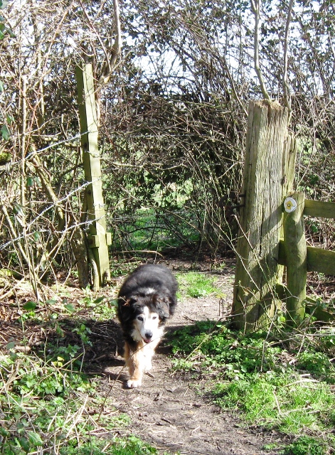 Into the Next Field – Following the County Boundary Hedgerow