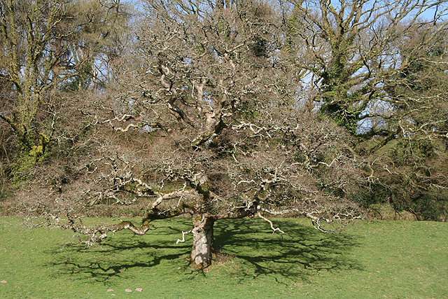 North Hill: tree