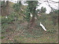 Albino peacocks on road to Masham