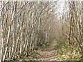 Footpath through Oaken Wood