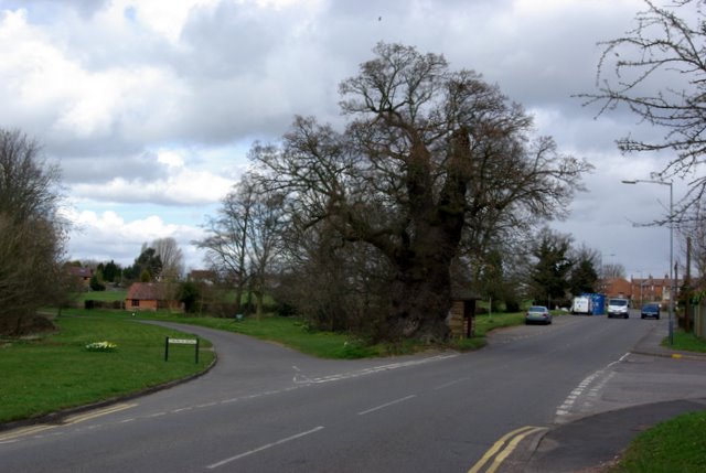 The oak, Baginton