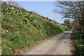 Country Lane with Daffodils