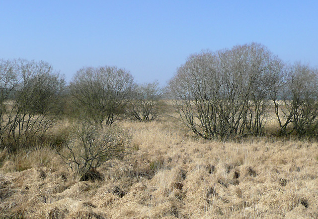 The Bog of Tregaron in March, Ceredigion