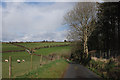 Minor road approaching Pant-y-crug from the south