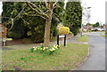 Daffodils at the beginning of Sussex Close