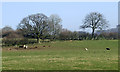 Grazing near Llanfair Clydogau, Ceredigion