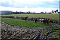 Horses in a Muddy field