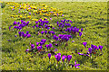 Crocus on green, Merrivale, London N14