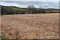 Lydeard St Lawrence: towards Coursley