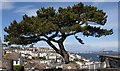 Pine, Mount Road, Brixham