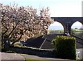 Magnolia tree, Brunel