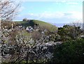 Blackthorn bush, Sugar Loaf, Paignton