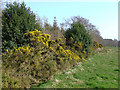 SN5953 : Gorse by Deri Lodge Wood, Betws Bledrws, Ceredigion by Roger  D Kidd