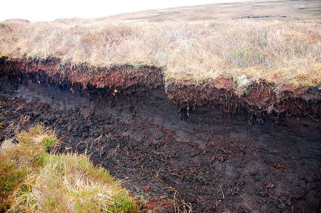 Exposed peat