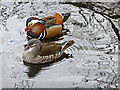 Mandarin Ducks (Aix galericulata)