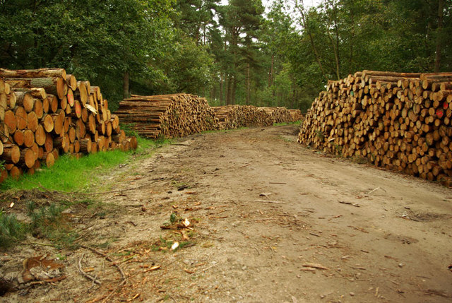 Logging In Wykeham Forest © Alan Hood Geograph Britain And Ireland