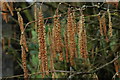 SN8040 : Catkins by Philip Halling