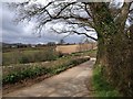 Lane near Ilsington