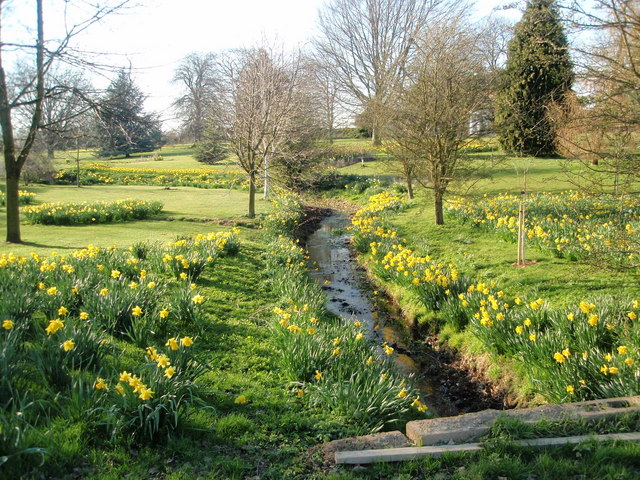 Spring flowers by the brook