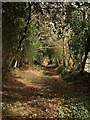 Bridleway near Smallacombe