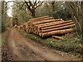 Logs in Birchanger Wood