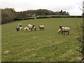 Sheep near Cocksland Bridge