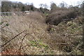 Overgrown ditch (?) by River Avon, above Rock Mill, Warwick